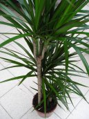 Dracaena