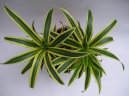 Dracaena