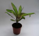 :  > Drainka, kordyline (Cordyline)