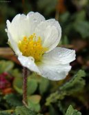 Dryas octopetala