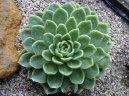 Echeveria