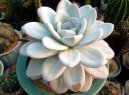 Echeveria