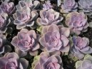 Echeveria