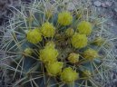 :  > Echinokaktus Gruzona (Echinocactus Grusonii)