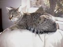 Koky: Aktivn > Egyptsk mau (Egyptian mau)