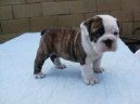 Ps plemena: Sluebn > Anglick buldok (English Bulldog)