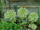 Aeonium