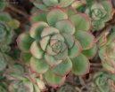 Aeonium