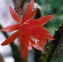 Epiphyllum