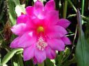 Epiphyllum