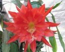 Epiphyllum