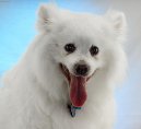 Eskimo Dog