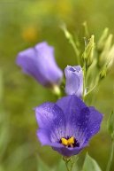 Eustoma