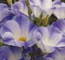 Eustoma