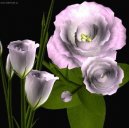 Eustoma