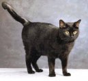 European Shorthair Cat