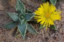 :  > Faukrie, (Faucaria tigrina)