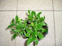 Ficus Retusa