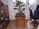 Ficus Retusa