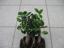 Ficus