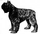 Bouvier des Flandres