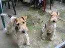 Fox terrier wire \\\\\(Dog standard\\\\\)