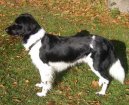 Stabyhoun, Frisian Pointing Dog