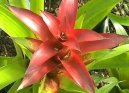 Guzmania