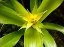 Guzmania