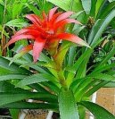 Guzmania