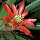 Guzmania