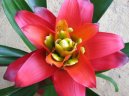 Guzmania