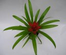 Guzmania