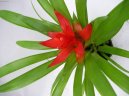 Guzmania