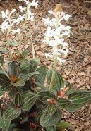 Haemaria discolor