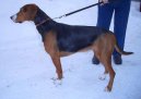 :  > Hamiltonv honi (Hamilton Hound, Hamiltonstovare)