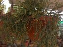 Hatiora rosea,  Hatiora graeseri