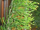 Hatiora rosea,  Hatiora graeseri
