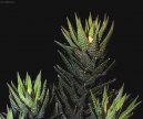 Haworthia