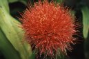 Haemanthus