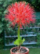 Haemanthus