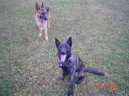 Dutch shepherd dog \\\\\(Dog standard\\\\\)