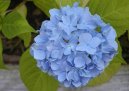 Hydrangea