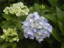 Hydrangea