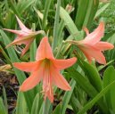 Hippeastrum