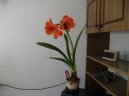 Hippeastrum