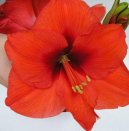 Hippeastrum