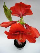 Hippeastrum