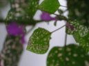 Hypoestes phyllostachya