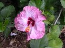 Hibiscus rosa-sinensis